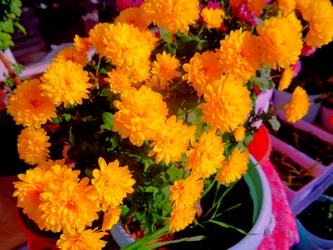 chrysanthemums1