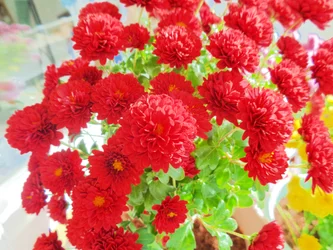 chrysanthemums3
