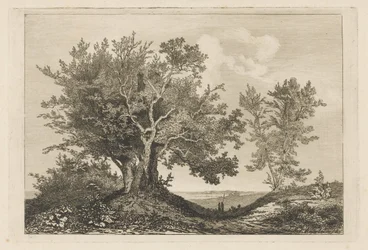 Country Road Between Two Groves