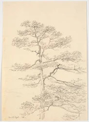 A Pine Tree
