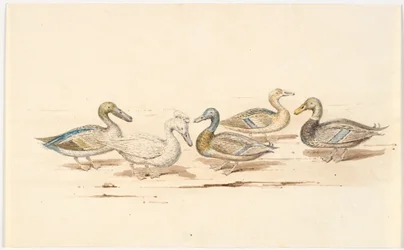 Studies of Various Types of Ducks