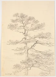 A Pine Tree