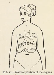 Natural Position of the Organs