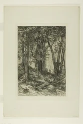 A California Forest