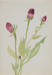 Untitled--Flower Study