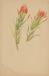 Plant Study