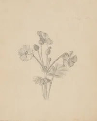 Untitled--Plant Study