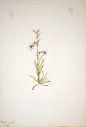 Untitled (Plant Study)