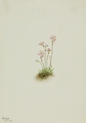 Alberta Primrose Primula maccalliana, 1917