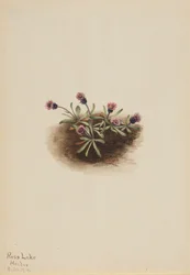 Alpine Fleabane Erigeron unalaschcensis, 1916