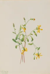 Alpine Ragwort