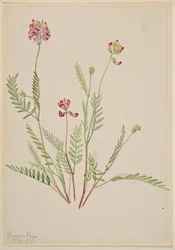 Alpine Vetch