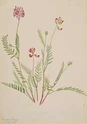 Alpine Vetch Astragalus Bourgovii