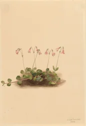 American Twinflower
