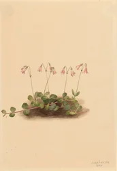 American Twinflower