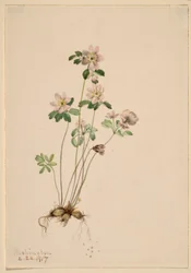 Anemonella