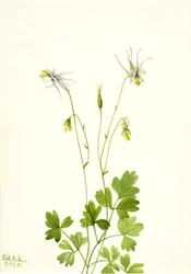 Aquilegia Ecalcarata