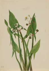 Arum Arrowhead Sagittaria cuneata