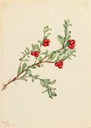Bearberry Arctostaphylos Uva-ursi