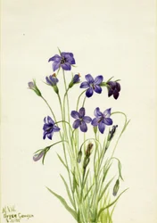 Bellflower Campanula, 1935