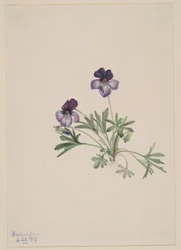 Birdsfoot Violet