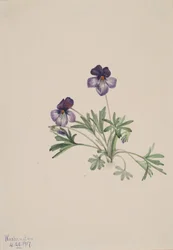 Birdsfoot Violet Viola pedata, 1917