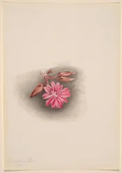 Bitterroot