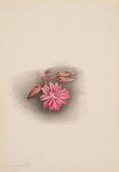 Bitterroot Lewisia redivivia