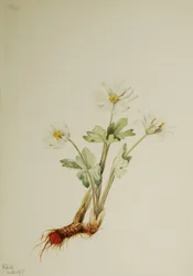 Bloodroot Sanguinaria canadensis