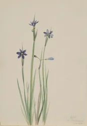 Blue-eyed-grass (Sisyrinchium Angustifolium)