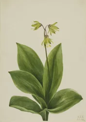 Blue Bead Clintonia borealis, 1924
