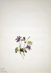 Blue Columbine