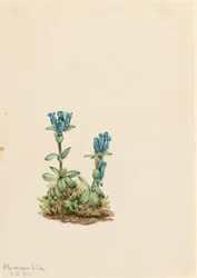 Bluegreen Gentian