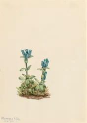 Bluegreen Gentian Gentiana glauca, 1916