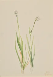 Bog-Asphodel, Tofieldia intermedia, 1920.