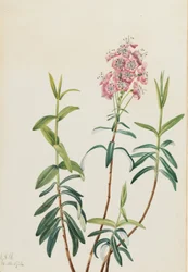 Bog Kalmia