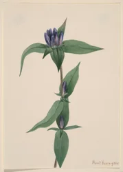 Bottle Gentian
