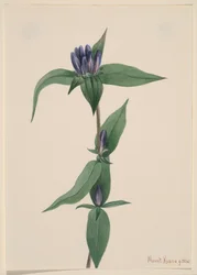 Bottle Gentian Gentiana saponaria, 1905
