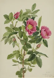 Bourgeau Rose Rosa bourgeauiana, 1920