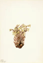 Broomrape Orobanche fasciculata, 1933