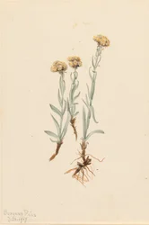 Buff Pussytoes Antennaria luzuloides, 1917