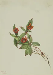Bunchberry