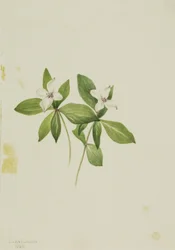 Bunchberry Cornus canadensis, 1902