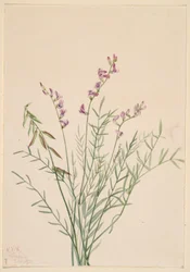 Burgess Milkvetch