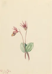 Calypso