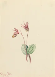 Calypso Cytherea bulbosa