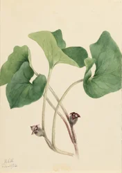Canada Wild Ginger