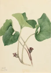 Canada Wild Ginger Asarum canadense