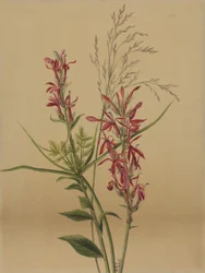 Cardinal Flower Lobelia cardinalis, 1878