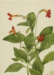 Cardinal Monkey Flower